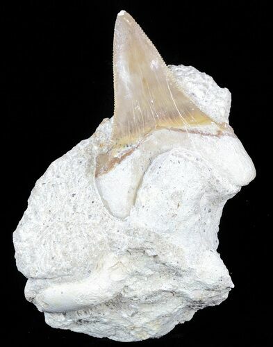 Auriculatus Shark Tooth - Dakhla, Morocco (Restored) #58428